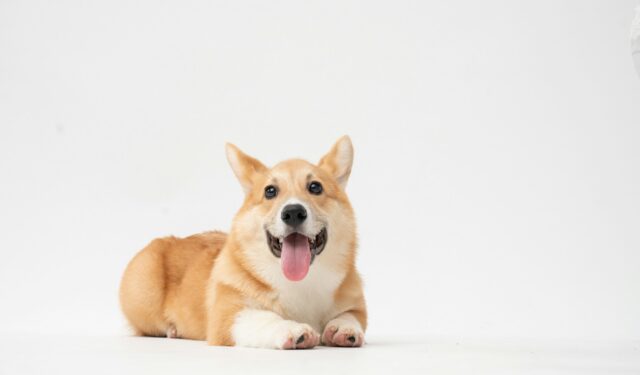 fatty-corgi-1QsQRkxnU6I-unsplash